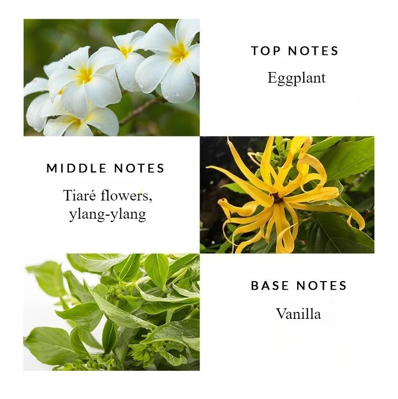 Floral Fresh Citrus Perfume for Women,Premium Gift Box Set,Long-Lasting Light Fragrance,Niche Alchemist-Inspired Scent 50ml